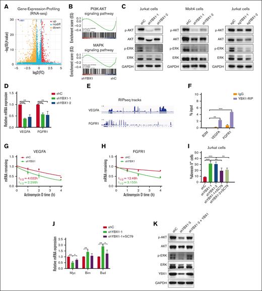 YBX1 regulates the AKT and ERK signaling pathways in T-ALL cells. (A) Volcano plot of differentially expressed genes in RNA-seq at day 3 after knockdown of YBX1 in Jurkat cells. (B) Enrichment of genes in the PI3K/AKT and MAPK pathways using gene set enrichment analysis. (C) Whole cell lysates collected from shC and shYBX1 groups 3 days after infection were analyzed. Western blot was performed to detect the protein expression of p-AKT, total AKT, p-ERK, and total ERK in Jurkat and Molt4 cells. (D) qRT-PCR analysis of mRNA expression of VEGFA and FGFR1. (E) RIP sequencing integrative genomics viewer (IGV) tracks of selected differential gene expression (DEGs) in GSE159153. (F) YBX1 RIP-qPCR analysis showing YBX1 binding to VEGFA and FGFR1 mRNA in HEK293T cells. (G-H) The mRNA half-life of VEGFA (G) and FGFR1 (H) in HEK293T cells. (I-J) Jurkat cells were pretreated with SC79 (1 μg/mL) for 24 hours 2 days after transduction with lentiviruses expressing shRNAs. The percentage of apoptosis was detected via flow cytometry (I), and the mRNA expression of apoptosis-related genes was detected via qRT-PCR (J). (K) Protein expression of p-AKT, total AKT, p-ERK, and total ERK in Jurkat cells was detected via western blot. ∗P < .05; ∗∗P < .01; ∗∗∗P < .001.