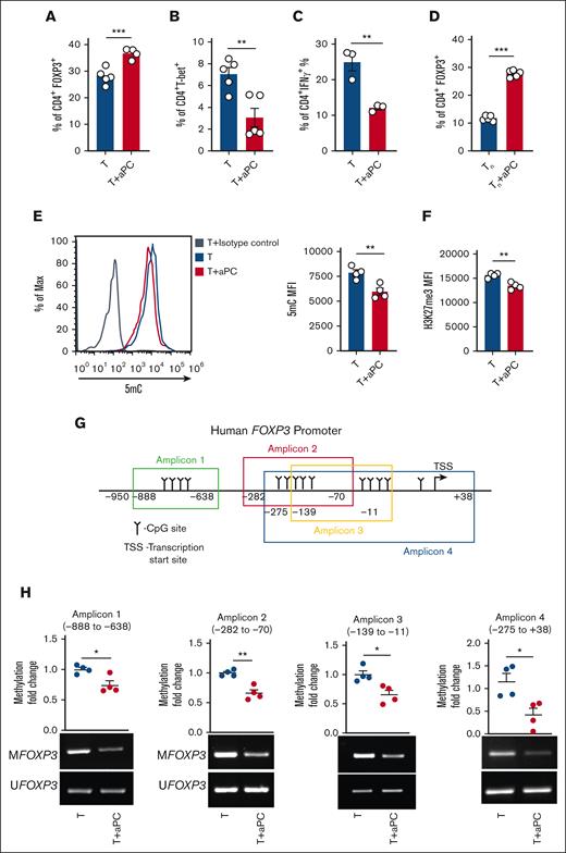 aPC reduces FOXP3 promoter methylation. (A-C) Frequencies of CD4+FOXP3+ (A), CD4+T-bet+ (B), and CD4+IFNγ+ (C) cells without (T) or with aPC (T + aPC) preincubation (1 hour, 20 nM) as determined by flow cytometry 96 hours after activation of human CD4+CD25− cells with αCD3 and αCD28 (A-B, n = 5; C, n = 3). Bar graphs with dot plots summarizing data. (D) Frequency of CD4+FOXP3+ cells without (Tn) or with aPC (Tn + aPC) preincubation (1 hour, 20 nM) under Treg polarization condition as assessed by flow cytometry 5 days after activation of human näive T cells (Tn) with αCD3 and αCD28 (n = 5). Bar graphs with dot plots summarizing data. (E-F) Global methylation changes, as reflected by 5-methylcytosine (5mC) (E, n = 4, human), and H3K27Me3 (F, n = 4, human) in CD4+CD25− cells without (T) or with aPC (T + aPC) preincubation followed by stimulation with αCD3 and αCD28 for 48 hours. Representative histogram (E, left) and bar graph with dot plot (E, right; F) summarizing the results from flow cytometry as the mean fluorescence intensity (MFI). (G-H) Schematic representation of human FOXP3 promoter showing CpG sites in different regions and amplicons used for methylation-specific polymerase chain reaction (PCR) (MSP) (G). FOXP3 promoter methylation of different regions (methylation-specific PCR, n = 4 each group, H) and dot plot summarizing results of MSP in the FOXP3 promoter in human CD4+CD25− cells without (T) or with aPC (T + aPC) preincubation (1 hour, 20 nM) followed by 48 hours of stimulation with αCD3 and αCD28. The data are shown as the mean ± standard error of the mean (SEM); statistical significance was determined by 2-tailed Student t test (A-H): ∗P < .05, ∗∗P < .01, and ∗∗∗P < .005.