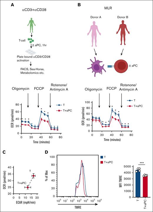 aPC preincubation reduces mitochondrial respiration in CD4+CD25− cells. (A-B) Independent experimental approaches to study mitochondrial metabolism in stimulated T cells: stimulation of human CD4+CD25− cells by plate-bound αCD3 and αCD28 for 48 hours (A, top); stimulation of human CD4+CD25− cells using an MLR (48 hours) (B, top). In both cases, T cells were preincubated with aPC (20 nM, 1 hour) before stimulation (plate-bound αCD3 and αCD28, or MLR). Representative line graph showing OCR (A-B; bottom) (A, n = 3; B, n = 5). (C) Seahorse analysis showing bioenergetics profile of CD4+CD25− cells (OCR vs ECAR; energy graph) 48 hours after stimulation with αCD3 and αCD28 without (T) or with aPC preincubation (T + aPC). (D) Representative flow cytometry histogram (MFI, left) and bar graph with dot plot quantifying the percentage of tetramethylrhodamine ethyl ester (TMRE)-positive cells (flow cytometry, right) reflecting the mitochondrial membrane potential in human CD4+CD25− cells preincubated without or with aPC (n = 4). The data are shown as the mean ± SEM, and statistical significance was determined by a 2-tailed Student t test. ∗∗∗P < .005. Images in panels A-B were created using BioRender.com.