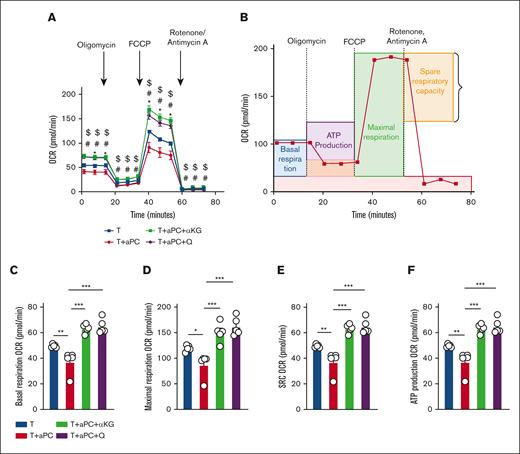 Reversal of aPC’s effect on mitochondrial metabolism in CD4+CD25− cells by α-KG or glutamine supplementation. (A) Line graph showing Seahorse analysis of OCR in human CD4+CD25− cells preincubated without (T) and with aPC alone (T + aPC; 1 hour, 20 nM) or with supplementation of α-KG (48 hour, 3.5 mM, T + aPC + α-KG) or glutamine (48 hours, 4 mM, T + aPC + Q). (B) Schematic line plot showing the areas of the OCR curves representing basal respiration, maximum respiration, spare respiratory capacity (SRC), and adenosine triphosphate (ATP) production. (C-F) Bar graphs with dot plots summarizing basal respiration (C), maximal respiration (D), SRC (E), and ATP production (F) (n = 5) in experimental groups as described in panel A. The data are shown as the mean ± SEM; statistical significance was determined by 2-way analysis of variance (ANOVA) for panel A or 1-way ANOVA for panels C-F. Significance is represented in panel A: ∗P < .05 (T vs T + aPC), #P < .05 (T + aPC vs T + aPC + α-KG), $P < .05 (T vs T + aPC + Q); and panels C-F: ∗P < .05, ∗∗P < .01, and ∗∗∗P < .005.
