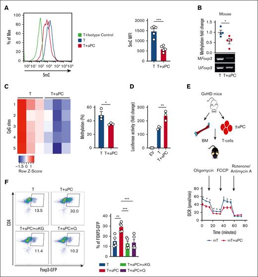 aPC induces epigenetic and metabolic alterations in mouse CD4+CD25− cells, resulting in a Treg-like phenotype. (A) 5mC (mouse, n = 4) analysis showing methylation alterations in CD4+CD25− cells without (T) or with aPC (T + aPC) preincubation followed by stimulation with αCD3 and αCD28 for 48 hours. A representative flow cytometry histogram (left) and a bar graph with a dot plot (right) summarizing data as the MFI. (B-C) Exemplary gel image of Foxp3 promoter methylation (methylation-specific PCR, mouse; B, bottom, n = 4) and dot plot summarizing the results (B, top) of promoter methylation in CD4+CD25− cells without (T) or with aPC (T + aPC) preincubation (1 hour, 20 nM) followed by 48 hours of stimulation with αCD3 and αCD28. Heat map (C, left) and bar graph with dot plot (C, right) summarizing results of pyrosequencing of 5 CpG motifs in the Foxp3 promoter in murine CD4+CD25− cells as described in panel B. Color code indicates the degree of methylation at each CpG motif, n = 3. (D) Bar graph with dot plot summarizing Foxp3 promoter activity determined in EL4 murine T cells expressing Foxp3 promoter–driven luciferase 24 hours after stimulation with αCD3 and αCD28 without (T) or with aPC (T + aPC) preincubation (n = 3). (E) T cells isolated from mice 2 weeks after induction of GVHD (E, top). T cells were preincubated with aPC (20 nM, 1 hour) before transplantation. Representative line graph showing (E, bottom) summarizing the results (E, n = 5). (F) Representative flow cytometry plot (top) and bar graph with dot plot (bottom) showing FOXP3 expression in T cells isolated from DEREG-GFP mice and stimulated with αCD3 and αCD28 (96 hours) (n = 5). Control CD4+ GFP− cells (T) compared with CD4+ GFP− cells preincubated with aPC (T + aPC, 1 hour, 20 nM) or with supplementation of α-KG (48 hours, 3.5 mM, T + aPC + α-KG) or glutamine (48 hours, 4 mM, T + aPC + Q). The data are shown as the mean ± SEM, and statistical significance was determined by 2-tailed Student t test for panels A-D and 1-way ANOVA for panel F: ∗P < .05, ∗∗P < .01, and ∗∗∗P < .005; ns, nonsignificant.