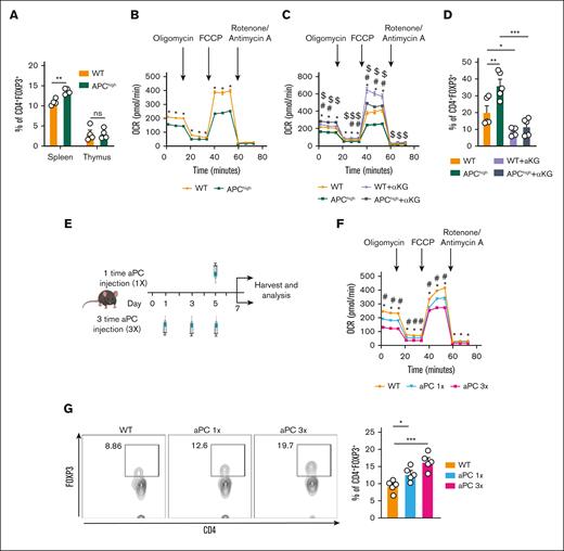 T-cell metabolism is homeostatically regulated by aPC, which induces Treg frequency in vivo. (A) Bar graph with dot plot showing the percentages of CD4+FOXP3+ cells in the spleen and thymus in WT and APChigh mice (flow cytometry) (n = 4). (B) Seahorse analysis showing the OCRs (line graph summarizing the results) in CD4+CD25− cells isolated from WT and APChigh mice and stimulated ex vivo with plate-bound αCD3 and αCD28 for 48 hours, n = 5. (C) Seahorse analysis showing the OCR (line graph summarizing the results) in CD4+CD25− isolated from WT and APChigh mice and stimulated ex vivo with plate-bound αCD3 and αCD28 without (APChigh) or with α-KG supplementation (48 hours, 3.5 mM, WT + α-KG; APChigh + α-KG). (D) Representative bar graph with dot plot summarizing CD4+FOXP3+ expression in CD4+CD25− cells isolated from WT and APChigh mice and stimulated with plate-bound αCD3 and αCD28 and experimental conditions as described in panel C (n = 5). (E) Schematic illustration of the experimental timeline and analysis. WT mice were injected once (1×) and 3 times (3×) with aPC (1 mg/kg). Control mice denoted later as WT were injected with PBS. (F) Seahorse analysis depicting the OCR (line graph summarizing results) in CD4+CD25− cells isolated from experimental mice as described in panel E, and stimulated ex vivo with plate-bound αCD3 and αCD28 for 48 hours. (G) Representative flow cytometry plots and bar graph with dot plot summarizing CD4+FOXP3+ expression in splenocytes− isolated from WT mice injected with PBS or aPC once (1×) or thrice (3×) (n = 5). The data are shown as the mean ± SEM; statistical significance was determined by 2-tailed Student t test for panel A; 2-way ANOVA for panels B-C,F; 1-way ANOVA for panels D,G. Significance is represented in panel B: ∗P < .05 (WT vs APChigh); panel C: ∗P < .05 (WT vs APChigh), #P < .05 (WT vs WT + α-KG), $P < .05 (APChigh vs APChigh + α-KG); panel F: ∗P < .05 (WT vs aPC 1×), #P < .05 (WT vs aPC 3×); and panels A,D,G: ∗P < .05, ∗∗P < .01, and ∗∗∗P <.005.