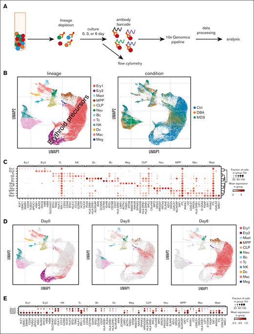 Single-cell transcriptome of erythroid cell–enriched bone marrow. (A) The experimental design used to enrich erythroid marrow precursors and label surface proteins for quantification during scRNAseq. (B) Uniform manifold approximation and projection (UMAP) visualization of all bone marrow mononuclear cells identified based on cell lineage and type of sample. The majority of the cells were erythroid precursors, as expected. (C) Dot plot of gene expression level and frequency showing the 6 highest expressed globally distinguishing genes in each cell lineage cluster. (D) Individual UMAP visualizations of all bone marrow mononuclear cells identified based on cell lineage for cells analyzed after 0, 3, or 6 days of culture. The small number of cells in the latest stages of erythroid differentiation, as identified based on their relatively low diversity of transcripts (ie, orthochromatic erythroblasts or reticulocytes) that persisted from day 0 to day 3 were almost completely absent on culture day 6. Thus the 6-day culture amplifies the numbers of early precursors that were present at a very low frequency in day-0 marrow. Ex vivo (day 0) marrow predominately consists of terminal stage precursors. (E) Dot plot showing the changes in the distinguishing genes expression level and frequency over time in culture for each cell lineage. Bc, B cell; CLP, common lymphoid progenitor; Ctrl, control; Dc, dendritic cell; Ery, erythroid; Mac, macrophage; Meg, megakaryocyte; MPP, multipotent progenitor; Neu, neutrophile; NK, natural killer; Tc, T cell.