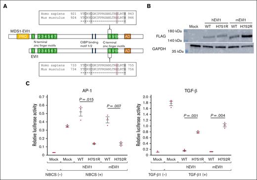 Generation of mutant mice harboring the point mutation translated into EVI1 H752R and MDS1-EVI1 H942R in mice, corresponding to EVI1 H751R and MDS1-EVI1 H939R in humans. (A) The point mutation is located in the eighth zinc finger motifs of EVI1 and MDS1-EVI1. The sequence of the eighth zinc finger motif is given in a box. “C” and “H,” shaded in a gray, bind to a zinc ion. EVI1 H751 in humans, MDS1-EVI1 H939 in humans, EVI1 H752 in mice, and MDS1-EVI1 in mice are represented in red letters. (B) Overexpression of C-terminal FLAG-tagged wild-type or mutant hEVI1/mEVI1 in NIH3T3 cells. (C) Luciferase assay for assessing the effects of wild-type or mutant hEVI1/mEVI1 on AP-1 and TGF-β signaling. pCAGGS empty vector (mock) indicates the effectiveness of newborn calf serum or TGF-β1 stimulation. The relationship between the reactions against the stimulation between wild-type and mEVI1 H752R resembles that between wild-type and hEVI1 H751R. Representative data from 3 experiments performed in triplicates are shown. Values are the mean ± standard error of the mean (SEM) of 3 samples of the representative experiment. Underlined numbers denote the P value (2-tailed Welch t test). Threshold significance level, P = .05.