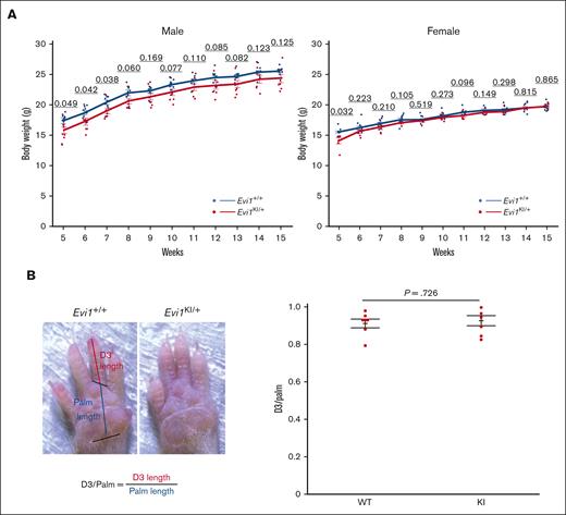 Comparison between Evi1KI/+ and Evi1+/+ mice. (A) Body weight of male and female Evi1+/+ and Evi1KI/+ mice. Values are the mean ± SEM of each group (male Evi1+/+, n = 9; male Evi1KI/+, n = 8; female Evi1+/+, n = 10; and female Evi1KI/+, n = 6). In male mice aged between 5 and 7 weeks, Evi1KI/+ mice had significantly lower body weights than Evi1+/+ mice. In female mice aged 5 weeks, Evi1KI/+ mice had significantly lower body weights than Evi1+/+ mice. (B) The photograph shows the right palm of Evi1+/+ and Evi1KI/+ mice. D3/palm was calculated by dividing D3 length by palm length. D3/palm of Evi1+/+ and Evi1KI/+ age- and sex-matched littermates (Evi1+/+, n = 7; Evi1KI/+, n = 7). There is no significant difference between Evi1+/+ and Evi1KI/+ age- and sex-matched littermates. Threshold significance level, P = .05 (2-tailed Welch t test). Underlined numbers denote the P value. Values are the mean ± SEM of each group. WT, Evi1+/+ mice; KI, Evi1KI/+ mice.