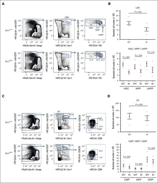 Evi1KI/+ mice show impaired HSPCs. (A) Flow cytometric analysis of HSPCs. BMCs were obtained from the bilateral femur and tibia of Evi1+/+ and Evi1KI/+ age- and sex-matched littermates. The LSK compartment of Evi1KI/+ mice was visually reduced compared with that of Evi1+/+ mice. Representative data from 5 experiments are shown. (B) The number of LSK cells and their components. The LSK cell count of Evi1KI/+ mice (n = 5) was significantly lower than that of Evi1+/+ mice (n = 5). (C) Flow cytometric analysis of myeloid progenitor cells. The LK compartment of Evi1KI/+ mice resembled that of Evi1+/+ mice. Representative data from 5 experiments are shown. (D) The number of LK cells and its components. There was no significant difference between the number of LK cells and their components of Evi1KI/+ mice (n = 5) and those of Evi1+/+ mice (n = 5). Threshold significance level, P = .05 (2-tailed Welch t test). Underlined numbers denote the P value. Values are the mean ± SEM of each group. WT, Evi1+/+ mice; KI, Evi1KI/+ mice.