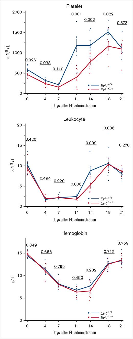 Evi1KI/+ mice show low platelet count and delayed leukocyte and platelet recovery from FU treatment. The peripheral blood cells of Evi1+/+ and Evi1KI/+ age- and sex-matched littermates after FU administration (Evi1+/+, n = 7 vs Evi1KI/+, n = 7). The platelet and leukocyte count recovery of Evi1KI/+ mice was slow and delayed. Platelet count rebound of Evi1KI/+ mice was milder than that of Evi1+/+ mice. Values are the mean ± SEM of each group. Threshold significance level, P = .05 (2-tailed Welch t test).