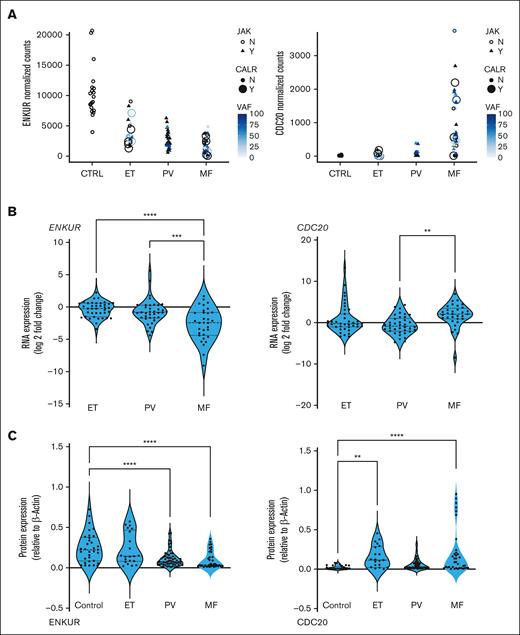RNA expression in platelets and whole blood of patients with MPN and protein expression in platelets. (A) MPN platelet RNA-seq normalized expression data: patients with MPN (total, n = 99; ET, n = 24; PV, n = 33; and MF, n = 42) vs healthy donors (n = 21) annotated further by (i) shape for JAK2 mutation status (triangle = yes and open circle = no), (ii) filled circle size for CALR mutation status, and (iii) color for variant allele fraction (VAF) for each patient. (B) Whole blood RNA: patients with MPN (total, n = 109; ET, n = 39; PV, n = 38; and MF, n = 32) vs healthy donors (n = 10). (C) Platelet protein: peripheral blood platelets were isolated from patients with MPN (total, n = 38; MF, n = 12; PV, n = 19; and ET, n = 7) and healthy donors (n = 11). Bonferroni multiple comparisons adjusted P values, ∗∗∗∗P < .0001; ∗∗∗P < .001; and ∗∗P < .01 when compared with controls (healthy donors). All RNA expression is normalized to glyceraldehyde-3-phosphate dehydrogenase and expressed as a log2 fold change.