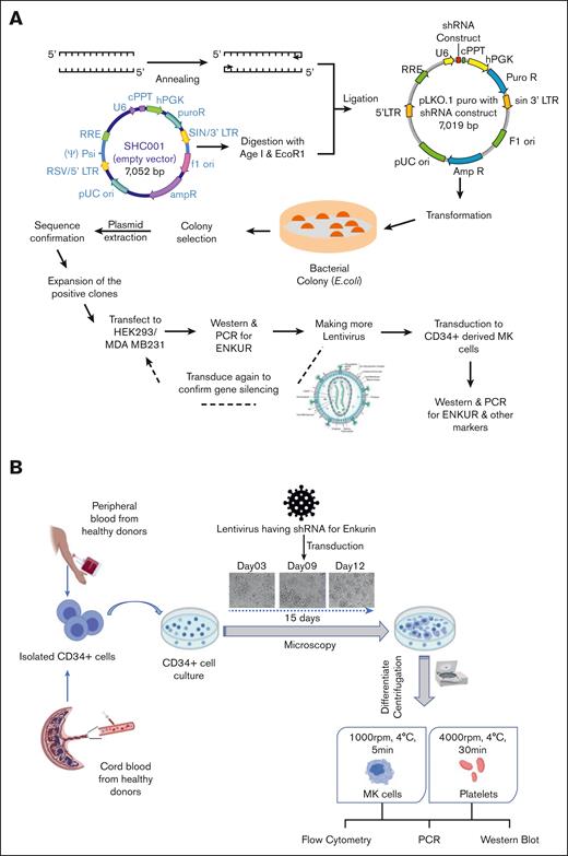 Experimental design and workflow of lentiviral transduction–induced silencing of the ENKUR gene in CD34+ stem cells. (A) Workflow of the shRNA construction and generation of the lentivirus. (B) Experimental plan for the silencing of the ENKUR gene in CD34+ stem cells. The CD34+ cells were isolated from both peripheral and cord blood.