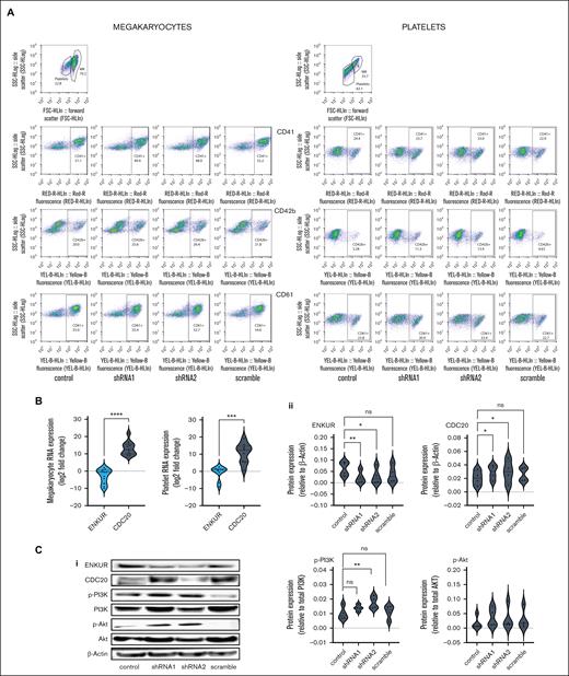 Lentiviral transduction–induced silencing of ENKUR gene in CD34+ stem cells. (A) Flow cytometric analysis of cell-surface markers to confirm the megakaryocytic and platelet fractions after 15 days of culture. (B) RNA expression levels in the CD34+ cell–derived MKs and platelets. (C) (i) Western blot of CD34+-derived MKs (n = 4 cord blood and n = 4 peripheral blood); (ii) densitometry for the blots. shRNA1 and shRNA2 indicate the 2 shRNA sequences used to silence enkurin (”Materials and Methods”), with a scramble sequence and no silencing as negative and positive controls, respectively. Densitometry was performed using the IVIS imaging software (∗∗∗∗P < .0001; ∗∗∗P < .001; ∗∗P < .01; ∗P < .05, when compared with nonsilenced controls).