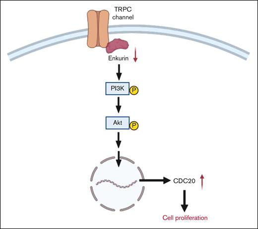Probable mechanism for the role of ENKUR downregulation in cell proliferation. We hypothesize that, under normal conditions, enkurin at sufficient physiological levels is bound to PI3K via the SH3-binding domain, thus regulating its activation.26 However, in the setting of MPNs, downregulation of enkurin likely contributes to free PI3K and its prolonged activation, further activating Akt and potentially other signaling mechanisms, prompting overexpression of cell differentiation cycle genes, including CDC20,59 and cell proliferation.