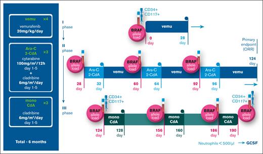 Protocol scheme, dosage, and schedule. The figure represents the scheme of the protocol, consisting of 3 phases: 28 days of mono vemurafenib induction, 3 courses of Ara-C + 2-CdA with continuous vemurafenib therapy and 3 courses of mono 2-CdA. The points of cfDNA and myeloid precursor population ddPCR analysis are also marked accordingly.