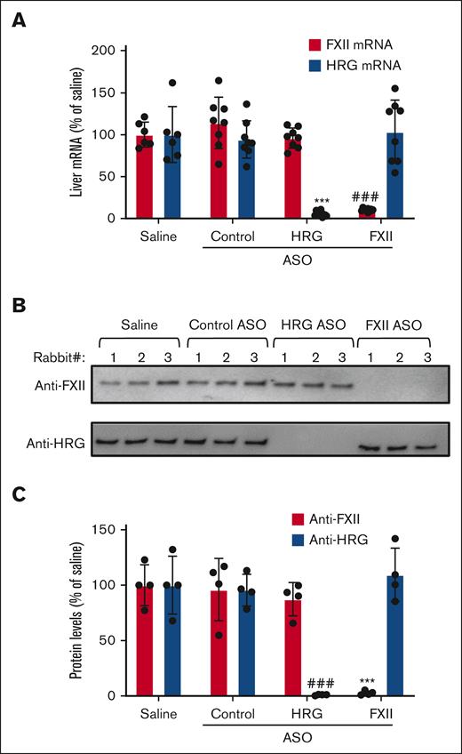 Effect of ASO treatment on hepatic mRNA and plasma levels of HRG and FXII. (A) Liver mRNA levels were quantified in rabbits that were given a 4-week course of treatment with the control, HRG, or FXII ASOs and compared with the levels in rabbits given saline. FXII (red bars) and HRG (blue bars) hepatic mRNA levels are plotted as percentages relative to those in the saline-treated rabbits. Bars represent mean ± SD from 6 to 8 rabbits per treatment group. ∗∗∗P < .001 HRG mRNA levels compared with those in saline controls. ###P < .001 FXII mRNA levels compared with those in saline controls (one-way ANOVA and Holm-Sidak method). (B) Plasma levels of HRG and FXII after ASO treatments were quantified via immunoblot analysis using peroxidase-labeled sheep antihuman HRG antibody and peroxidase-labeled goat antihuman FXII antibody, respectively. Representative image from 4 blots. (C) Bands from panel B were quantified via densitometry. ∗∗∗P < .001 comparison of FXII levels in saline controls. ###P < .001 comparison of HRG levels in saline controls. Bars represent mean ± SD from 6 to 8 rabbits per treatment group (one-way ANOVA and Holm-Sidak method).
