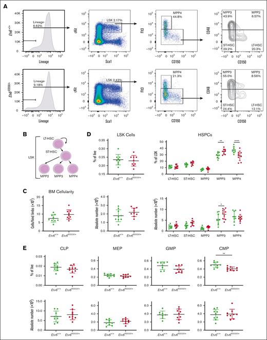 Etv6R355X/+ mice generate all HSPC populations. (A) Representative gating strategy to identify HSPC subpopulations within LSK cells, including long-term HSCs (LT-HSCs), short-term HSCs (ST-HSCs), MPP2, MPP3, and MPP4, showing representative plots from Etv6+/+ mouse BM (top row) and Etv6R355X/+ BM (bottom row). (B) Schematic diagram describing the hierarchical relationship between the earliest HSPC subpopulations. (C) Overall BM cellularity from both femurs of Etv6+/+ (green, n = 9) and Etv6R355X/+ (red, n = 9) mice. (D) Frequency (top) and absolute number (bottom) of LSK cells (left) and HSPC subpopulations (right) from Etv6+/+ (green, n = 9) and Etv6R355X/+ (red, n = 9) mice at 3 months of age. Data are representative of 4 independent experiments and show mean ± SD. (E) Frequency (top) and absolute number (bottom) of committed progenitor populations in Etv6+/+ (green, n = 9) and Etv6R355X/+ (red, n = 9) mice at 3 months of age. Data are representative of 2 independent experiments and show mean ± SD. ∗P < .05; ∗∗P < .001; and ∗∗∗P < .0001 were determined by unpaired t tests or two-way ANOVA with a Holm-Šidák multiple comparisons test. CLP, common lymphoid progenitor; CMP, common myeloid progenitor; GMP, granulocyte-monocyte progenitor; MEP, megakaryocyte-erythroid progenitor.