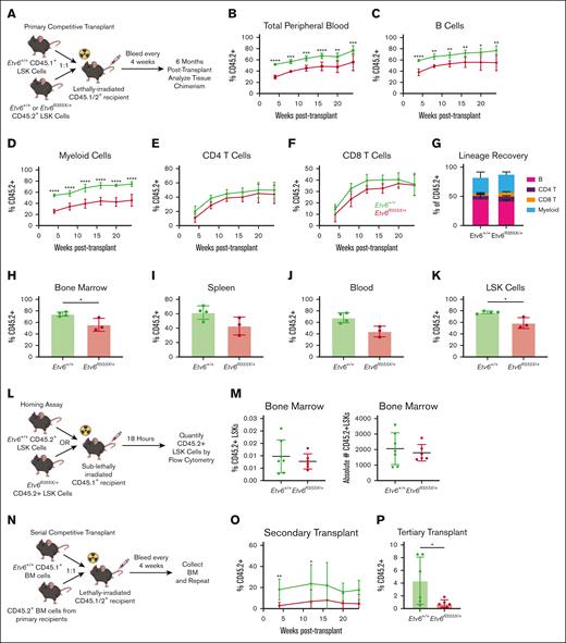 Etv6R355X/+ HSPCs show reduced long-term serial repopulation capacity. (A) Schematic diagram describing the competitive BM transplantation assay used for this study. Percent of CD45.2+ peripheral blood cells (B), B220+CD19+ B cells (C), Gr1+ myeloid cells (D), CD4+ T cells (E), and CD8+ T cells (F) after primary transplantation of 10 000 CD45.2+Etv6+/+ (green) or Etv6R355X/+ (red) LSK cells along with 10 000 CD45.1+Etv6+/+ LSK cells into lethally-irradiated recipient mice (n = 10-12 recipients per genotype per experiment). Data are representative of 3 experiments and show mean ± SD. (G) Percent of CD45.2+ peripheral blood Gr1+ myeloid cells, B220+ B cells, CD4+ T cells, and CD8+ T cells at 6 months after competitive transplantation. Percent of total BM cells (H), splenocytes (I), peripheral blood cells (J), and LSK cells (K) that are CD45.2+ at 6 months after transplantation within remaining recipients (note: half of the recipients were used for serial transplantation depicted in panel N). Data are representative of 3 experiments and show mean ± SD. (L) Schematic diagram describing the LSK cell homing assay used for this study. (M) Frequency (left) and absolute number (right) of CD45.2+ LSK cells in the BM of recipients at 18 hours after adoptive transfer. Data are representative of 2 independent experiments and show mean ± SD. (N) Schematic description of the serial BM transplantation assay used for this study. (O) Percent of CD45.2+ peripheral blood cells after the secondary transplantation of 200 000 CD45.2+Etv6+/+ (green) or Etv6R355X/+ (red) BM cells, harvested from primary recipient mice, along with 200 000 fresh CD45.1+Etv6+/+ BM cells, into lethally-irradiated recipient mice (n = 9 recipients per genotype). Data are representative of 2 experiments and show mean ± SD. (P) Percent of CD45.2+ peripheral blood cells 4 weeks after tertiary transplantation of 200 000 CD45.2+Etv6+/+ (green) or Etv6R355X/+ (red) BM cells harvested from secondary recipients, along with 200 000 fresh CD45.1+Etv6+/+ BM cells, into lethally-irradiated recipient mice. Data are representative of 2 experiments (total n = 10 recipients per group) and show mean ± SD. ∗P < .05; ∗∗P < .001; and ∗∗∗P < .0001, determined by multiple unpaired t tests.