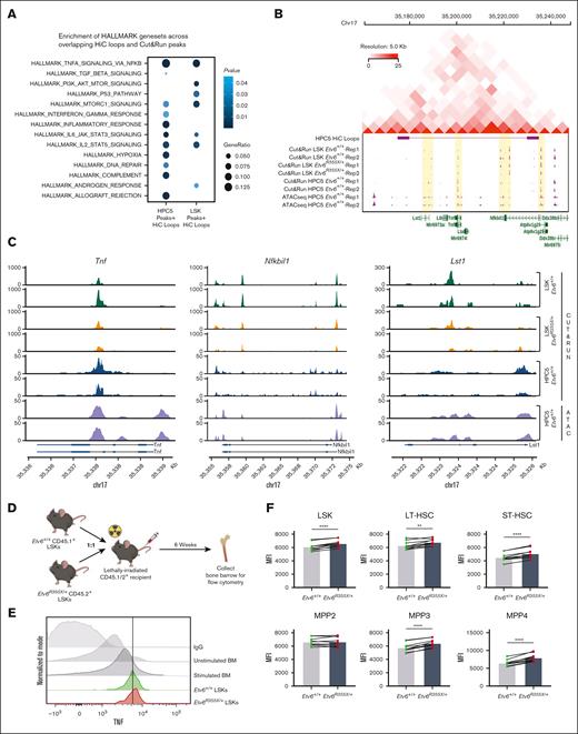 ETV6 binds to a chromosomal locus encompassing Tnf with upregulation of TNF production in Etv6R355X/+ HSPCs after transplantation. (A) Overrepresentation analysis of ETV6 targets within chromatin loops and Hallmark gene sets. (B) Regulatory activity at the Tnf locus showing topologically associated domain on chromosome 17 identified by integrative analysis incorporating Hi-C loops at this locus in HPC5 cells; CUT&RUN of Etv6+/+ LSK cells, Etv6R355X/+ LSK cells, and Etv6+/+ HPC5 cells; and ATAC-seq data generated from the HPC5 cells. (C) ETV6 binding sites from CUT&RUN in Etv6+/+ and Etv6R355X/+ LSK cells and HPC5 cells, and ATAC-seq from HPC5 cells at Tnf, Nfkbil1, and Lst1 loci encompassed by the chromatin loop at the Tnf locus. (D) Schematic description of the experimental design to examine TNF expression in HSPCs after competitive transplantation. (E) Representative histogram of mean fluorescence intensity (MFI) of TNF staining in Etv6+/+ and Etv6R355X/+ LSK cells harvested from the same recipient animal 6 weeks after transplantation compared with phorbol myristate acetate/ionomycin-stimulated or unstimulated BM as well as BM stained with an IgG control antibody. (F) MFI of intracellular TNF within each HSPC subpopulation (n = 6). Data are representative of 3 experiments and show mean ± SD. ∗P < .05; ∗∗P < .001; and ∗∗∗P < .0001, determined by multiple paired t tests.