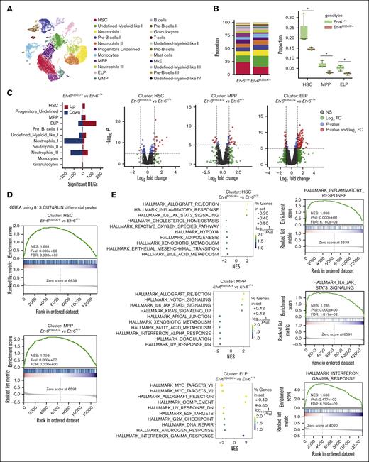 Etv6R355X/+ HSCs are reduced and have increased expression of inflammatory response genes when examined 6 weeks after transplantation. (A) Uniform manifold approximation and projection visualization of 22 cell populations identified from the posttransplant Etv6+/+ and Etv6R355X/+ LSK-enriched BM, colored by cell population. (B) Proportions of cells in each of the 22 clusters (left). Box plots depicting the proportions of Etv6R355X/+ or Etv6+/+ cells within clusters that show significant reductions across 3 replicates at 6 weeks after transplantation (right). ∗P value < .05, t test. (C) Summary of significant differentially expressed genes from all Etv6R355X/+ clusters compared with Etv6+/+ from scRNA-seq data (false discovery rate < 0.05) (left). Upregulated (red) and downregulated (blue) genes marked by |log2 fold-change (FC)| >1. Volcano plots for HSC, MPP, and ELP clusters are shown on the right: each dot represents a gene, colored by P value < 10e−6 (blue), log2 FC > 1 (green), or both (red). (D) Gene-set enrichment analysis (GSEA) analysis using custom gene sets of 813 genes, exhibiting significant depletion of ETV6 binding from anti-ETV6 CUT&RUN in Etv6R355X/+ LSK compared with Etv6+/+ LSK cells in HSC (top) and MPP (bottom) clusters. (E) Top 10 significant gene sets from GSEA of Etv6R355X/+ vs Etv6+/+ HSC, MPP, and ELP cell clusters using Hallmark gene sets (MSigDb version 7.5.1).