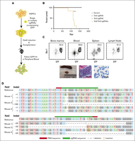 Modeling of myeloid leukemia using CRISPR/Cas9 and sgRNA targeting Tet2 and/or Tet3. (A) Schematic diagram of in vivo transformation of primary HSPCs. (B) Kaplan-Meier survival curve of mice that received transplantation with HSPCs infected with empty control, Tet2 sgRNA only, Tet3 sgRNA only, and Tet2/Tet3 sgRNAs. n = 7 per group; ∗∗∗P < .0001. (C) Characterization of myeloid leukemia in various hematopoietic organs. Representative fluorescence-activated cell sorting (FACS) plot of various hematopoietic organs, picture showing splenomegaly and enlarged lymph node, histology section of the bone marrow, and cytospin of leukemic cells. (D) Allelic examples of dominating leukemia clones with Tet2 and Tet3 loss-of-function in different biological replicates. Indels, insertion/deletions.