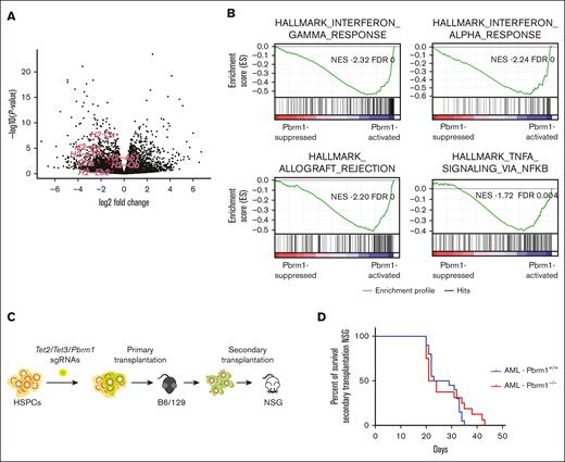 Pbrm1-deficient AML cells are less immunogenic, with attenuated IFN signaling and reduced MHC expression. (A) Volcano plot of RNA-seq data from mouse AML cells, comparing Pbrm1-intact and Pbrm1-deficient AML cells. Red dots denote MHC II–related genes. (B) GSEA showing IFN pathways, including IFN-⍺ and IFN-γ, and signaling pathways involved in IFN signaling (TNF-⍺) were significantly downregulated in Pbrm1-deficient AML cells (see supplemental Figure 4D-E for the full list). Normalized enrichment score (NES) and false discovery rate (FDR) are as indicated. (C) Experimental design for secondary transplantation into NSG mice (see “Material and methods” for details). (D) Kaplan-Meier survival analysis of secondary transplantation in NSG mice. n = 20 and 16 from 5 primary donors in each group; P = .4752. AML was modeled based on Tet2/Tet3 deletions in mice.