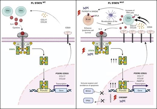 Model of mutated STAT6 (STAT6mut)–mediated pathogenesis in FL. Left panel: FL with wild-type STAT6. FL is characterized by increased numbers of TFH cells, which are the main source of IL-4 production that initiates the cascade of IL-4–STAT6 pathway with activation of STAT6 and induction of STAT6-dependent genes including FCER2 (CD23), CCL17, and CCL22. In some t(14;18)-positive FL cases this might induce the expression of CD23 in the absence of STAT6 mutation. Right panel: FL with activating mutations of STAT6. STAT6 mutations amplify IL-4–induced STAT6-dependent gene activation via an intracellular self-reinforcing regulatory microcircuit that involves aberrantly increased PARP14 levels.52 The increased expression of cytokines CCL17 and CCL22 contribute to re-educate the TME, with further recruitment of IL-4–producing TFH cells. STAT6mut in FL cells cooccurred either with CREBBP mutations and/or TNFRSF14 mutations.32,33,51CREBBP mutations favor immune evasion and precludes apoptosis by inhibiting the acetylation of CREBBP target genes, BCL6 and TP53.53,54TNFRSF14 mutations help to re-educate the TME and enhance lymphoma cell survival by disrupting the BTLA–TNFRSF14 pathway.23 Figure created with BioRender.com.