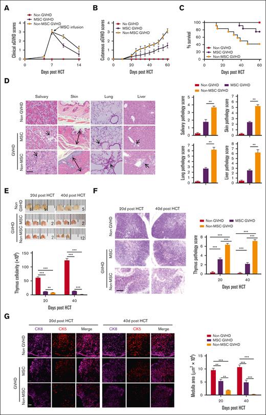 MSCs ameliorate cGVHD. Mice with severe GVHD were treated with MSCs (MSC-GVHD) or normal saline (non–MSC-GVHD) on day 7 after HCT (aGVHD symptoms peak). Non-GVHD mice served as control. Mice were monitored for aGVHD clinical symptoms, cutaneous cGVHD, survival, and histopathology of cGVHD target tissues. Thymus size and structure were assessed on day 20 and day 40 after HCT with H&E and immunofluorescent staining. (A-C) aGVHD symptom scores, cutaneous cGVHD symptom score, and survival curve. Each group contained between 12 and 16 recipients combined from 3 replicate experiments. (D) Representative photomicrographs of the salivary gland, skin, lung, and liver. Histopathology scores are shown as mean ± SE (n = 4-6); scale bar, 50 μm. Arrows indicate the following: infiltration and loss of ductal structure in the salivary gland; hyperplasia in the epidermis, expansion of the dermis, and loss of subcutaneous fat; perivascular and peribronchiolar infiltration; infiltration in the liver, involved tracts, and liver cell necrosis. (E) Representative photographs of the thymus, and thymus cellularity in each group, results are shown as mean ± SE (n = 6). (F) Representative photomicrographs of H&E-stained thymus tissue section (scale bar, 50 μm) and thymus pathology score, results are shown as mean ± SE (n = 6). (G) Medulla area in the thymus was measured by immunofluorescent staining for CK8 and CK5, results are shown as mean ± SE (n = 4-6); scale bar, 50 μm. ∗∗P < .01; ∗∗∗P < .001. ns, not significant.