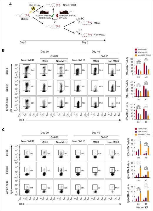 MSCs promote de novo generation and negative selection of T cells. Approximately 2.5×106 TCD-BM from EGFP-transgenic C57BL/6J donor alone (non-GVHD) or these plus 1 × 106 splenocytes from WT C57BL/6J donor were transplanted into BALB/c mice. Recipients treated with WT MSCs (MSC-GVHD) or normal saline (non–MSC-GVHD) on day 7 after HCT. (A) Schematic diagram depicting generation of the EGFP-BM GVHD murine model. (B) Representative fluorescence-activated cell sorting (FACS) plots (left) and quantification (right) of GFP+ T cells in CD3+ T cells of the blood, spleen, and lymph node of recipients on day 20 and day 40 after transplantation (n = 6 mice for each group). (C) Representative FACS plots (left) and quantification (right) of GFP+Vβ5+ T cells in CD3+ T cells of the blood, spleen, and lymph node of recipients on day 20 and day 40 after transplantation (n = 6 mice for each group). ∗P < .05; ∗∗P < .01; ∗∗∗P < .001.