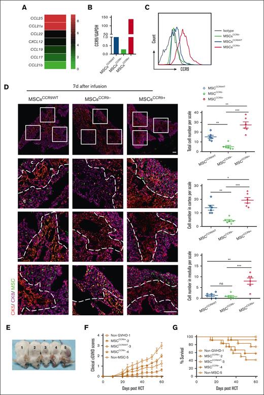 CCR9+ MSCs are the major effector cells homing to the thymus and ameliorating cGVHD in mice. (A) Thymus glands of severe-GVHD recipients were harvested 7 days after HCT for RNA isolation and RNA-sequencing microarray analysis. Heatmaps of RNA expression of CCL25, CXCL2, CCL19, CCL21, CCL17, and CCL22 are shown as (mean + 1) centered log2 expression. CCR9-WT MSCs (MSCsCCR9WT) from EGFP-transgenic mice were transduced with lentivirus to overexpress CCR9 (MSCsCCR9+) and lentivirus encoded CCR9-specific short hairpin RNA (MSCsCCR9−). Quantitative reverse transcription polymerase chain reaction (qRT-PCR) (B) and flow cytometry (C) were used to analyze the messenger RNA (mRNA) or protein expression of CCR9 in MSCsCCR9WT, MSCsCCR9+, and MSCsCCR9−. EGFP-expressing MSCsCCR9WT, MSCsCCR9+, and MSCsCCR9− were intravenously infused into mice with severe-GVHD on day 7 after HCT. (D) The presence and distribution of EGFP-expressing MSCs were examined via in situ immunofluorescence staining on day 7 after infusion. Total number and distribution of EGFP+ cells in the cortex and medulla were quantified per microscopic scale of thymus cryosections in triplicate mice, dotted lines trace the border between the cortex and medulla. Data are presented as mean ± SE. Signals: EGFP, (green, MSCs); CK8 (purple, highly expressed in the cortex and lowly expressed in the medulla); CK5, (red, expressed in the medulla). Scale bars, 50 μm. (E) Mice from each group on day 60 after HCT (1, non-GVHD; 2, MSCCCR9+ GVHD; 3, MSCCCR9WT GVHD; 4, MSCCCR9- GVHD; and 5, non–MSC GVHD). (F) Cutaneous cGVHD symptom score (MSCCCR9WT vs MSCCCR9+, P < .01; MSCCCR9+ vs MSCCCR9−, P < .001; MSCCCR9WT vs MSCCCR9−, ns). (G) Survival curve (MSCCCR9+ vs MSCCCR9−, P < .05). ∗P < .05; ∗∗P < .01; ∗∗∗P < .001.