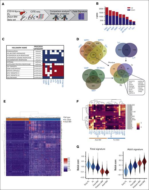 Cluster-specific differential gene expression analysis defines a fetal–specific gene signature. (A) Schematic presentation of data in the figure. (B) Number of upregulated and downregulated genes in pseudobulked FL CS22 clusters compared with adult BM counterparts. Red bars; upregulated genes (fetal signature), blue bars; downregulated genes (adult signature), adj P value < .05. (C) GSEA of selected hallmark gene sets involved in immune processes, pathways, and proliferation; red; upregulated, blue; downregulated in FL according to NES value. False discovery rate q-value < 0.05. (D) Venn diagrams of upregulated genes in FL compared with adult BM defined by log2 fold change > 1 and adj P value < .05. (E) Heatmap showing expression of the fetal signature (primitive, My, Ly in Figure 4D) genes in FL CS22 (blue) and adult BM (brown), with cells displayed on the x-axis and genes on the y-axis. (F) Heatmap of mean HOX gene expression per cluster in FL CS22 and adult BM. (G) Module scores of the fetal (left) and adult (right) gene signature across development using data from an earlier study.6