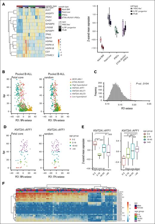 The fetal core signature differentiates between pediatric and adult ALL. (A) Heatmap (left) and box plots (z-scored mean expression, right) displaying expression of fetal universally upregulated genes in an iPSC model expressing ETV6::RUNX1.15 Top rows show sample and cell types (“HSC-like,” IL7R+ progenitor, and proB). (B) PCA of pooled samples from patients with B-ALL using the fetal core signature (left) and a representative plot of random genes (right). PC1 vs age. Color coded according to translocation status. (C) Histogram showing variance of PC1 of the pooled samples with random selected genes (10 000 iterations). The fetal core PC1 variance is indicated by a dotted red line. (D) PCA of KMT2A::AFF1 (MLL::AF4) using the fetal core signature (left) and representative plot of random genes (right). PC1 vs age (color coded per age group). (E) Boxplots showing z-scored mean expression of the fetal core signature in KMT2A::AFF1 per age group. Upregulated and downregulated gene sets are shown separately, adjusted P values < 0.05 indicated in the figure. The box includes first to third quartile and the line indicates the median. (F) Heatmap of HOX gene expression in KMT2A::AFF1 B-ALL. Top rows show sex and age group, respectively.