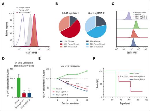 GLUT1 is required for AML cell growth and survival. (A) Flow cytometric analysis of GLUT1 expression in MLL::AF9 LSC-enriched (c-Kit+) cells and their normal bone marrow c-Kit+ counterparts. In panels B to F, MLL::AF9 cells were transduced with Glut1 sgRNAs (Glut1 sgRNA1 and sgRNA2) or a nontargeting control cloned into GFP-expressing lentiviral vectors. (B) Genetic editing in the Glut1 locus was quantified by deep sequencing within sorted GFP+ cells, 3 days after transduction. (C) Representative histogram of GLUT1 expression measured by flow cytometry within GFP+ leukemia cells, 4 days after transduction. (D) Quantification of GFP+MLL::AF9 leukemia cells in the bone marrow of mice 12 days after transplantation with c-Kit+ leukemia cells transduced with Glut1 sgRNAs or nontargeting control. The percentage of GFP+ cells at day 12 was normalized to the input percentage of GFP+ cells before transplantation, 2 days after transduction (T0). (E) Ex vivo competition proliferation assay as measured by the percentage of GFP+ leukemia cells on day 2, 5, 8, and 10 after transduction, normalized to the input percentage at day 2 (T0). (F) Kaplan-Meier survival analysis of mice that received transplantation with sorted GFP+ leukemia cells 2 days after transduction (n = 5 mice per group; log-rank test). Data are represented as mean ± standard deviation (SD) with an n = 3, unless otherwise stated. Significance was measured by 1-way analysis of variance (ANOVA) with the following thresholds: ∗∗∗P < .001 and ∗∗∗∗P < .0001. Refer to supplemental Figure 2 and supplemental Table 2.