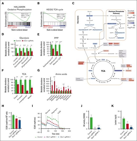 Glut1 inhibition suppresses glycolysis and reduces levels of TCA intermediates in leukemia cells. (A-B) GSEA of the transcriptional signature of Glut1 knockdown vs control obtained upon Glut1 disruption on sorted GFP+ (sgRNA-expressing) leukemia cells (n = 4). In panels C to G, targeted metabolomic analysis of sorted GFP+MLL::AF9 cells, 4 days after transduction (Glut1 sgRNA3: n = 3; Glut1 sgRNA1, Glut1 sgRNA2, and nontargeting control: n = 4). Quantification of glycolytic and PPP metabolites by LC-MS; TCA intermediates and amino acids quantified by GC-MS. (C) Graphical representation depicting alterations in the level of key metabolites after Glut1 knockdown. The direction of the change is encoded by color, noted as enrichment (red) and depletion (blue) in Glut1 sgRNA relative to control group. (D-G) Quantification of key metabolites in MLL::AF9 cells with Glut1 knockdown, with abundance normalized to cells transduced with nontargeting control. Metabolites are grouped based on their respective pathways: (D) glycolysis; (E) PPP; (F) TCA; and (G) amino acids. Significance was measured by unpaired 2-tailed Student t test. (H) Basal extracellular acidification rate (ECAR) in the presence of glucose, indicative of glycolytic rate (n = 4), normalized to cell number. (I) Representative glycolysis stress test assay, showing ECAR in basal conditions and after the addition of the indicated compounds in MLL::AF9 cells (n = 4). Glucose, oligomycin, and 2-DG were injected to final concentrations of 25 mM, 1 μM, and 50 mM, respectively. (J) HK enzymatic activity evaluated by detection of NADH (ΔA450), and (K) secretion levels of extracellular lactate, the end product of glycolysis, was determined by colorimetry (A570). Data are shown as mean ± SD (n = 3) and statistical testing was performed by 1-way ANOVA, unless otherwise stated. ∗P < .05; ∗∗P < .01; ∗∗∗P < .001; and ∗∗∗∗P < .0001. Refer to supplemental Figure 4 and supplemental Table 5. 2-DG, 2-deoxyglucose; FDR, false discovery rate; GC-MS, gas chromatography–mass spectrometry; HK, hexokinase; LC-MS, liquid chromatography–mass spectrometry; NADH, nicotinamide adenine dinucleotide; NES, normalized enrichment score.