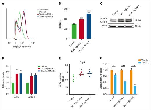 Autophagy is induced as a metabolic adaptation in AML cells after Glut1 disruption. (A-D) Mechanistic investigation of Glut1 disruption was performed in LSC-enriched (c-Kit+) bone marrow–derived MLL::AF9 cells, 4 days after transduction. (A) Representative histograms showing flow cytometric quantification of autophagic vesicle load (autophagosomes and autolysosomes) using the cell-permeant aliphatic Autophagy Probe Red. Mean fluorescent intensity (MFI) expression is depicted, unstained control is shown in gray. (B) Bar chart showing MFI of LC3B autophagy marker in Glut1-disrupted AML cells compared with cells transduced with nontargeting control. (C) Representative western blot and (D) its corresponding quantification of LC3B-I and LC3B-II. Data were normalized to expression in nontargeting control and to actin as a loading control (n = 2). (E) mRNA expression of Atg7 in sorted GFP+ (sgRNA-expressing) leukemia cells, 3 days after transduction, represented as FPKM values (n = 4). (F) Flow cytometric quantification of viable MLL::AF9 cells transduced with Glut1 sgRNAs or nontargeting control and then treated with dimethyl sulfoxide (DMSO) (vehicle) or 1 μM chloroquine (CQ) for 72 hours. Data were normalized to corresponding DMSO-treated controls, and statistics measured by unpaired 2-tailed Student t test. Data are shown as mean ± SD (n = 3) and statistical testing was performed by 1-way ANOVA, unless otherwise stated. ∗P < .05; ∗∗P < .01; ∗∗∗P < .001; and ∗∗∗∗P < .0001.