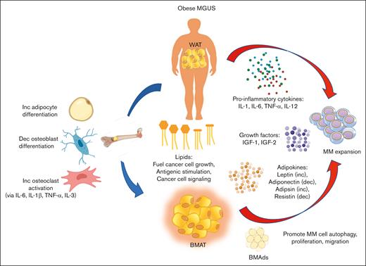 Model of how obesity promotes the progression of MGUS to MM. Fat depots such as WAT and BMAT secrete proinflammatory cytokines, growth factors, and adipokines that promote MM proliferation and cell growth. Lipids released from adipocytes act not only as fuel for cancer cell growth but also promote the formation of lysolipids that antigenically stimulate plasma cell proliferation. FAs are also transported across membranes by various FA transporters and affect cell signaling to promote MM cell growth. MM cells closely interact with and adhere to BMAds in the BM, which allows MM cell autophagy, trafficking, and proliferation. Within the BM microenvironment, increased adiposity promotes osteoclast differentiation and activity while repressing osteoblast differentiation and activity. Furthermore, proinflammatory cytokines also promote osteoclast activity, which contributes to bone fragility in patients with MM and promotes a prooncogenic niche for MM cell expansion. Dec, decrease; Inc, increase.