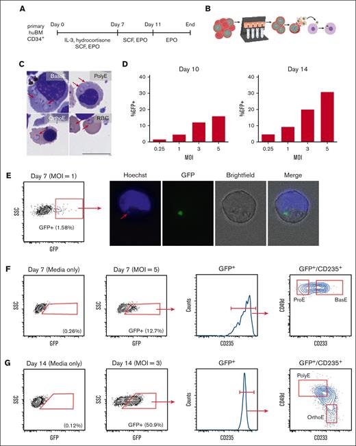 P falciparum infects erythroblasts at all stages of terminal differentiation. (A) Schematic diagram summarizing our primary cell culture system for ex vivo erythropoiesis. (B) Schematic diagram depicting positive selection of late-stage P falciparum using a magnetic column before infection of erythroblast cultures. (C) May-Grünwald Giemsa staining showing ring-stage parasites in the cytoplasm of erythroid cells at multiple stages of terminal differentiation. Samples were collected from 18 to 20 hours after mixing with schizonts. Scale bars represent 10 μm. Arrows indicate ring-stage parasites. (D) Percentage of GFP+ erythroblasts measured via flow cytometry from 18 to 20 hours after mixing with schizonts from a GFP-expressing parasite strain, D10-PfPHG. Erythroblasts were infected on day 10 (left) or day 14 (right) of differentiation. (E) Gating for FACS of GFP+ erythroblasts 18 or 20 hours after infection with D10-PfPHG at multiplicity of infection = 1. Erythroblasts were infected on day 7 of differentiation. Fluorescence microscopy showing localization of GFP in an infected erythroblast sorted from the GFP+ population. Arrow indicates Hoechst staining overlapping the GFP. (F) Flow cytometry analysis showing transition of infected, day 7 erythroblasts into ProE and BasoE. (G) Flow cytometry analysis showing the transition of infected, day 14 erythroblasts into PolyE and OrthoE. EPO, erythropoietin; IL-3, interleukin-3; MOI, multiplicity of infection; RBC, red blood cell; SCF, stem cell factor; SSC, side scatter.