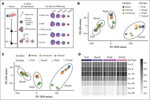 RNA-seq after FACS enables the study of host responses to P falciparum at the terminal stages of erythroid differentiation. (A) Schematic diagram of experimental design for characterizing transcriptional host responses to P falciparum in specific erythroblast populations. Erythroblasts were removed from culture on day 7 or day 14 and mixed with GFP-expressing P falciparum schizonts or an equivalent volume of media. After 24 hours, infected and uninfected erythroblast populations were collected via FACS for RNA extraction and transcriptomic analysis by RNA-seq. (B-C) Principal component analysis of RNA-seq data set. Marker shape indicates erythroblast population. Color represents infection condition. (D) Heatmap showing Spearman correlation between the parasite transcriptome in nucleated erythroblasts and the intraerythrocytic parasite transcriptome measured every 8 hours, as published by Otto et al.42 Colored annotations represent cell type, and each column represents a single replicate. Hrs, hours.