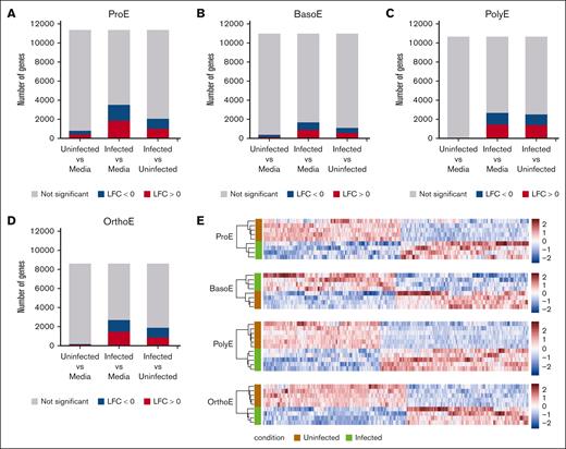 Differential gene expression detected in erythroblasts infected with P falciparum. (A-D) Summaries of differential gene expression analysis for the pairwise comparison of populations by infection condition within each erythroblast cell type. Color indicates genes with log fold change >0 (red), log fold change <0 (blue), or nonsignificant fold change (gray). P values were adjusted using the method of Benjamini and Hochberg and the threshold for significance set at .05. (E) Heatmaps showing z score–normalized expression of significant DEGs (infected vs uninfected) for each cell type. LFC, log fold change.