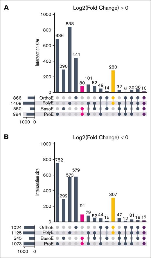 Erythroblasts have shared and distinct host responses to P falciparum at different points along the erythroid trajectory. (A) Set intersections based on the cell type for DEGs that are more highly expressed in infected than in uninfected erythroblasts (log fold change >0). Color indicates the set intersection for day 7 ProE and BasoE (magenta), day 13 PolyE and OrthoE (orange), and all erythroblast populations (purple). (B) Set intersections for genes that have lower expression in infected than uninfected erythroblasts (log fold change <0).