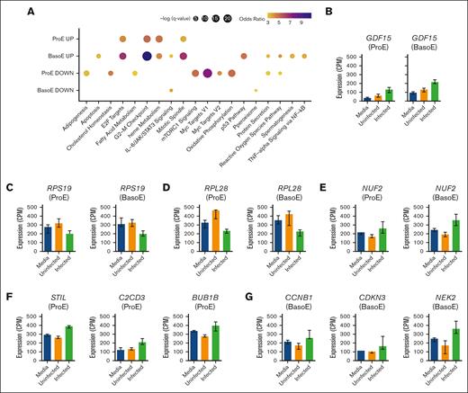 Host responses to infection with P falciparum in early erythroblasts involve genes implicated in cell cycle regulation and dyserythropoiesis. (A) Enrichment analysis results using MSigDB Hallmark gene sets with DEGs (infected vs uninfected) detected in ProE and BasoE populations. Analysis of DEGs with log fold change > 0 (UP), and analysis of DEGs with log fold change < 0 (DOWN) are shown. Size indicates significance. Color indicates the odds ratio based on a Fisher exact test. (B) Expression of GDF15 and (C) NUF2 in ProE and BasoE populations. (D) Expression of cell cycle–related genes in ProEs and (E) BasoEs. (F-G) Expression of genes encoding ribosomal proteins in ProEs and BasoEs. Data are shown as median with 95% confidence intervals. cpm, counts per minute; TNF, tumor necrosis factor.