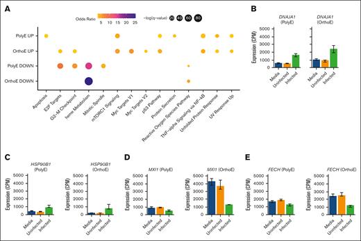 Host responses to infection with P falciparum in late erythroblasts. (A) Enrichment analysis results using MSigDB Hallmark gene sets with DEGs (infected vs uninfected) detected in PolyE and OrthoE populations. Analysis of DEGs with log fold change > 0 (UP), and analysis of DEGs with log fold change < 0 (DOWN) are shown. Size indicates significance. Color indicates the odds ratio based on a Fisher exact test. (B-C) Expression of stress-related genes in PolyE and OrthoE populations. (D) Expression of MXI1, an enucleation factor, in PolyEs and OrthoEs. (E) Expression of FECH, encoding protoporphyrin ferrochetalase, in PolyEs and OrthoEs. Data are shown as median with 95% confidence intervals.