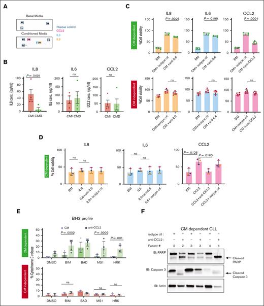 Identification of cytokines present in CM. (A) CM was incubated with proteome profile array membrane for cytokine detection. BM was used a negative control to detect any noise or background. Localization of duplicate dots of IL6, IL8, and CCL2 on the membrane are indicated with arrows. (B) Supernatant was collected from CMI, n = 4 and CMD, n = 4, CLL PBMC were cultured in BM for 48 hours and the concentration of IL6, IL8, and CCL2 were determined by ELISA. Means are depicted as horizontal bars ± standard error bars, P values were calculated using Welch t test, ∗P < .05 indicates statistically significance. (C) CLL PBMCs (CMD and CMI) were cultured in CM either in presence of IL8-specific neutralizing antibody (left) or in presence of IL6-specific neutralizing antibody (middle) or in presence of CCL2-specific neutralizing antibody (right). Cell viabilities were measured after 48 hours (n = 5 for each group). Percent cell viability was calculated relative to day 0 (100%). Error bars represent standard error of the mean. P values were calculated using paired t test, and P value < .05 indicate statistical significance. (D) Cell viability of CM-dependent CLL measured PBMCs were cultured in BM with recombinant human cytokines (IL6, IL8, and CCL2) at 10 ng/mL or in combination with cytokine specific neutralizing antibody and isotype control (1 μg/mL) for 48 hours. Percent cell viability was relative to day 0 (100%) (E) Bh3 profile of primary CLL PBMCs from both group in response to BH3 peptides (BIM = 0.01μM; BAD = 0.03μM; MS1 = 2.5μM; HRK = 1μM) after exposing the cells to CM alone or CM with anti-CCL2 neutralizing antibody for 48 hours. Means are depicted as horizontal bars and error bars represent SEM. P values were calculated using 2-way analysis of variance, and P value < .05 indicate statistical significance. (F) Western blots from CMD CLL PBMCs treated with anti-CCL2 for 48 hours using the indicated antibodies.