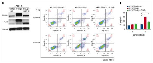 TRIM21 enhances the anti-MM activity of bort. (A) MM1R and MM.1S cells were lentivirally transduced with shNC and shTRIM21 (1, 2, 3, 4, and 5). qRT-PCR was performed to verify the transfection efficiency. (B) Western blot assay of MM1R and MM.1S cells lentivirally transduced with shNC and shTRIM21 (1 and 5). The TRIM21 and GAPDH protein levels are shown. (C) CCK-8 assay of MM1R and MM.1S cells lentivirally transduced with shNC or shTRIM21 (1 and 5) and treated with different concentrations of bort. (D) MM1R and MM.1S cells lentivirally transduced with shNC and shTRIM21 (1 and 5) were cultured in the absence or presence of bort (5 nM for both cells; 24 hours). Apoptosis was evaluated using flow cytometry with Annexin-V-APC/proteasome inhibitor (PI)-PE staining. The representative and summarized results show that TRIM21 KD prevents bort-induced apoptosis of MM1R and MM.1S cells. (E) Western blot assay and CCK-8 assay of JJN3 and ARP-1 cells transduced with TRIM21NC and TRIM21 and treated with different concentrations of bort. (F) Flow cytometry assay of JJN3 and ARP-1 cells transduced with TRIM21NC and TRIM21 in the absence or presence of bort (5 nM for both cells; 24 hours). The representative and summarized results show that TRIM21 OE increased bort-induced apoptosis. (G) Stable transfected MM cells were treated with phosphate-buffered saline (PBS) or bort for 24 hours and then lysed and extracted. Western blotting was performed to detect the expression levels of the PARP and Caspase-3 (as reflected by apoptosis). GAPDH was used as a loading control. (H) FALG-TRIM21 and FALG-TRIM21(△RING) were overexpressed in ARP-1 cells, which were then treated with bort (0 and 5 nmol/L) for 24 hours and detected using flow cytometry. (I) The summarized results show the percentage of cells undergoing apoptosis. The values are presented as the mean ± standard deviation (SD) of 3 independent experiments. (∗P < .05; ∗∗P < .01; ∗∗∗P < .001).