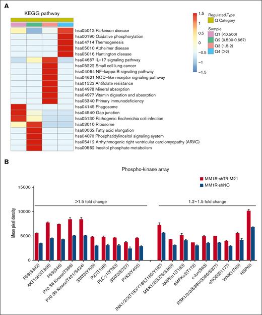 Proteomics and phospho-proteomics analysis of TRIM21 KD MM cells. (A) Quantitative proteomics analysis of MM1R-shNC and MM1R-shTRIM21 cells. We defined the differentially modifieed protein sites of shTRIM21/ shNC MM1R cells into Q1 to Q4 according to change levels. Q1: upregulated by more than twofold, Q2: upregulated by 1.5-2–fold, Q3: downregulated by 1.5-2–fold, Q4: downregulated by more than twofold. Kyoto Encyclopedia of Genes and Genomes (KEGG) pathway enrichment analysis of differentially expressed proteins: red indicates significant enrichment, blue indicates nonsignificant enrichment. (B) Effect of bort (5 μM; 24 hours) on the phospho-proteome profile of MM1R-shNC and MM1R-shTRIM21 cells according to a human phosphokinase array. The results are expressed as the mean pixel density. The histograms show that the 19/43 phospho-proteins are differentially expressed following bort treatment. The values are presented as mean ± SD. (∗P < .05; ∗∗P < .01; ∗∗∗P < .001).