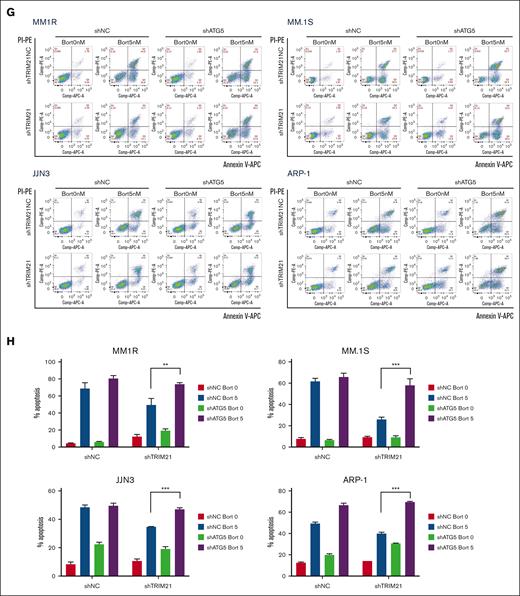Inhibition of autophagy restores apoptosis induced by bort. (A) ShTRIM21 or shNC MM1R, MM.1S, JJN3, and ARP-1 cells were incubated with or without 3-MA (4 mM) and bort (5 nM; 24 hours). Western blot analysis was employed to assess LC3 and P62 expression. GAPDH was used as a loading control. (B) Flow cytometry analysis of apoptosis by Annexin-V-APC/PI staining in a representative experiment. (C) The effect of 3-MA in TRIM21-mediated bort resistance is shown as means ± SD. (D) ShTRIM21 or shNC MM1R and MM.1S cells treated with shATG5 (1, 2, 3) compared with shNC showed a remarkable reduction of ATG5 messenger RNA (mRNA) level at 48 hours using qRT-PCR. (E) Western blot assay of ATG5 protein at 48 hours in shTRIM21 or shNC MM1R and MM.1S cells lentivirally transduced with shNC and shATG5 (1, 2, 3). GAPDH was used as a loading control. (F) Western blot analysis of the effect of shATG5 on LC3 and P62 expression in shNC or shTRIM21 MM1R, MM.1S, JJN3, and ARP-1 cells in the absence or presence of bort (5 nM; 24 hours). (G) Effect of bort (5 nM; 24 hours) on apoptosis in shTRIM21 or shNC MM1R, MM.1S, JJN3, and ARP-1 cells according to a representative flow cytometry experiment after ATG5 shRNA treatment. Notably, ATG5 KD–induced apoptosis. (H) The effect of shATG5 in TRIM21-mediated bort resistance is shown as means ± SD. The values are presented as the mean ± SD of 3 independent experiments. (∗P < .05; ∗∗P < .01; ∗∗∗P < .001).