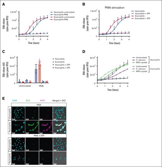 Absence of ET formation by eosinophils. Eosinophils and neutrophils were preincubated with 10 μM DPI or 0.1% DMSO as vehicle control where indicated. To induce ET formation, eosinophils and neutrophils were stimulated with (A-C,E) PMA (100 ng/mL), (D) MSU crystals (200 μg/mL), or opsonized C. albicans for 4 hours at 37°C. (A-B,D) DNA release of eosinophils and neutrophils was measured in real time by Sytox Green Nucleic Acid Stain and (C) the area under the curve was calculated (mean + standard deviation , n = 6-7 for PMA vehicle condition, n = 6-7 for MSU crystals condition, n = 4-5 for C. albicans condition, n = 3-4 for DPI conditions). (E) ETs were visualized by staining for NE (green, 488), DNA (Hoechst, blue, 405), and myeloperoxidase (MPO, magenta, 633). Images were acquired using a Leica SP8 confocal microscope, original magnification ×400. Scale bar = 20 μm. Results are representative of 3 independent experiments. DMSO, dimethyl sulfoxide.