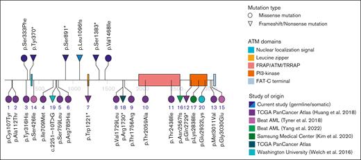 ATM variants found in patients with AML in different studies. All ATM mutations identified in our cohort are displayed in the upper part of the plot (dark blue for GVs, light blue for somatic variant). Variants in the lower part of the plot are all GVs reported in the literature. The number under each node relates to Table 4, which contains more information about each mutation.