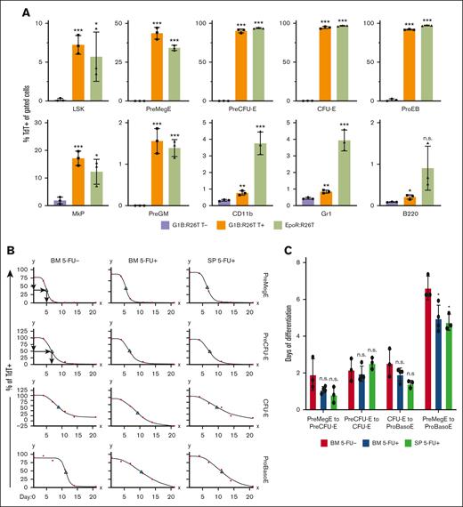 Differentiation kinetics of BM and spleen erythroid cells under steady-state and stress conditions. (A) Comparison of hematopoietic lineage Cre specificity between G1B- and EpoR-Cre mice. The percentage of TdT+ cells among erythroid precursors and progenitors, as well as among lymphoid (B220) and myeloid (CD11b and Gr1) cells, was calculated in G1B:R26T mice 5 days after the last Tx injection (T+) (orange bars) and in EpoR:R26T mice (green bars). Untreated (T-) G1B:R26T mice (purple bars) were included as controls. Data are shown as mean ± standard deviation from 3 mice. (B) Erythroid differentiation kinetics for PreMegE, PreCFU-E, CFU-E, and ProBasoE cells under steady state (5-FU-; left column) or 5-FU-induced stress erythropoiesis (5-FU+; middle and right columns). The percentages of TdT+ cells in G1B:R26T BM (left and middle columns) or spleen (SP; right column) were quantified by flow cytometry at various time points (1, 4, 7, 14, and 21 days after the final Tx injection). Red circles represent data points and green triangles denote TC50. For each time point, 3 to 4 mice were analyzed. (C) Erythroid differentiation time (days) from PreMegE to PreCUF-E, PreCFU-E to CFU-E, CFU-E to ProBasoE, and PreMegE to ProBasoE. Red bars represent the time of erythroid differentiation (days) of the BM cells under steady-state conditions. Blue bars represent the erythroid differentiation time of BM cells under 5-FU-induced stress conditions. Green bars represent the erythroid differentiation time of splenic cells in the setting of 5-FU-induced stress. Data are shown as mean ± standard deviation from 3 or 4 experiments. ∗P < .05; ∗∗P < .01; ∗∗∗P < .001; unpaired Student t test. LSK, lineage- scal1+ kit+ cells; n.s., not significant; PreGM, pre-colony-forming unit-granulocyte-macrophage.