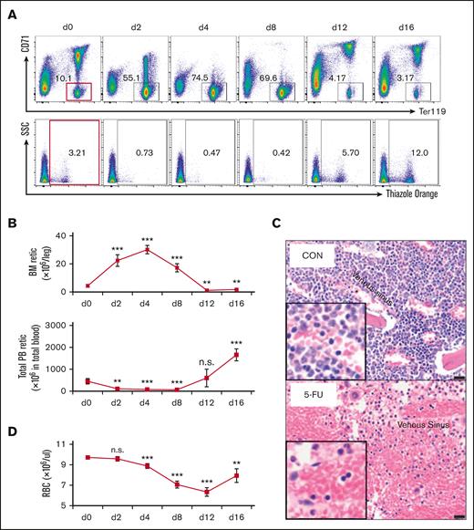 5-FU treatment leads to defective reticulocyte exit from the BM into circulation. (A) Wild-type mice received 1 5-FU injection on day 0 (150 mg/kg) and mice were analyzed at various times during recovery (at 2, 4, 8, 12, and 16 days). BM cells were stained with anti-CD71 and anti-Ter119 antibodies (upper panels) and PB were stained with thiazole orange (lower panels) and analyzed by flow cytometry to characterize the distribution of either the CD71/Ter119 subsets of erythroid cells or to enumerate the absolute reticulocyte number, respectively. On each day, 4 to 5 mice were analyzed. (B) Changes in the absolute number of reticulocytes in the BM (1 femur + 1 tibia) and PB of 5-FU-treated or untreated (d0) mice. Data are shown as mean ± standard deviation and 4 to 5 mice were analyzed. (C) Histology of control and 5-FU-treated mice by H&E staining. Venous sinuses (marked with asterisks). Bar = 20 μm. (D) Changes in PB red blood cell counts in 5-FU-treated and untreated (d0) mice after a single 5-FU injection. Data are shown as mean ± standard deviation and 4 to 5 mice were analyzed. ∗P < .05; ∗∗P < .01; ∗∗∗P < .001; unpaired Student t test. H&E hematoxylin and eosin; n.s., not significant; RBC, red blood cell; Retic, reticulocyte; SSC, side scatter.