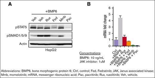 SMAD phosphorylation and hepcidin expression. (A) Pacritinib decreases STAT5 and SMAD1/5/9 phosphorylation and (B) HAMP (hepcidin) messenger RNA (mRNA) levels in human HepG2 cells stimulated by BMP6 for 24 hours.