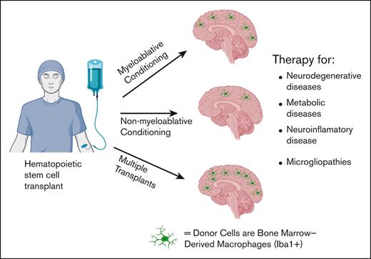 Donor cells engraft into the brain as Iba1+ bone marrow derived macrophages