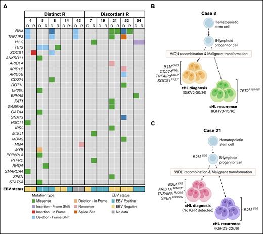 Mutation analysis supports the identification of second primary lymphoma in cHL recurrences. Tissues of paired diagnosis and recurrences representing second primary cHL were subjected to targeted mutation analysis (TSO500 assay). HRS-associated gene mutations were selected based on a VAF of 1% to 30% and a minimal coverage of 350 reads. (A) Left panel shows data of clonally unrelated cHL samples based on distinct R, and right panel shows data of cases with discordant R. Paired data show mutually exclusive mutations and single overlapping mutations for 8 cases, whereas tissue samples of 2 cases (14 and 19) lacked pathogenic gene mutations with TSO500 assay. Mutation types and EBV status are shown. All shown mutations are scored as (potentially) pathogenic (PA3-PA5). For detailed information, see supplemental Table 9. (B-C) Schematic representations of the development of 2 independent lymphomas of case 8 (panel B) and case 21 (panel C). Gene mutations associated with cHL and clonal Ig rearrangement targets are indicated.